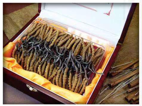 矿区冬虫夏草回收?